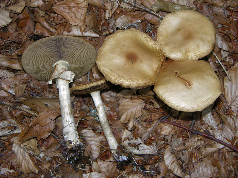 Agrocybe praecox.